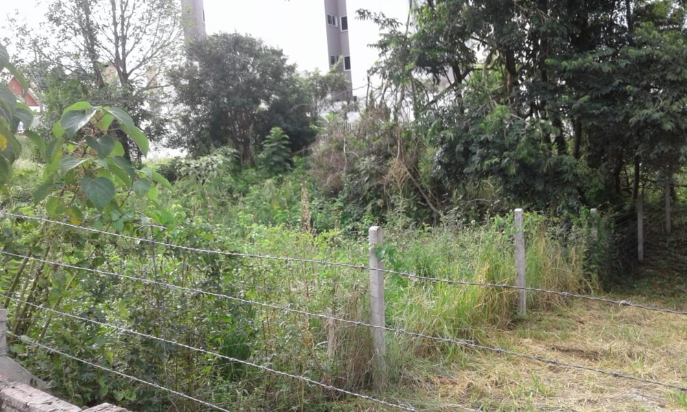 secretaria-municipal-de-meio-ambiente-alerta-para-limpeza-de-terrenos-baldios