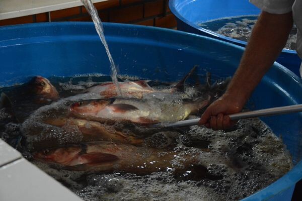 peixes-podem-ser-adquiridos-diretamente-com-agricultores