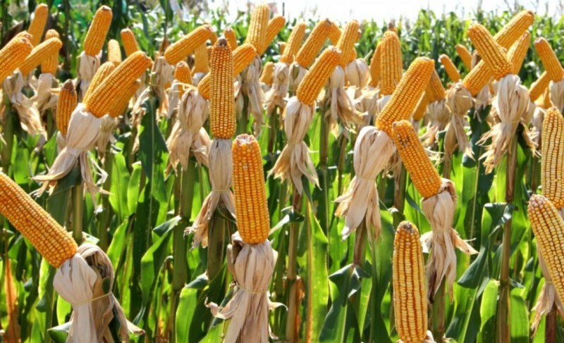 programa-troca-troca-oferece-sementes-de-milho-e-sorgo