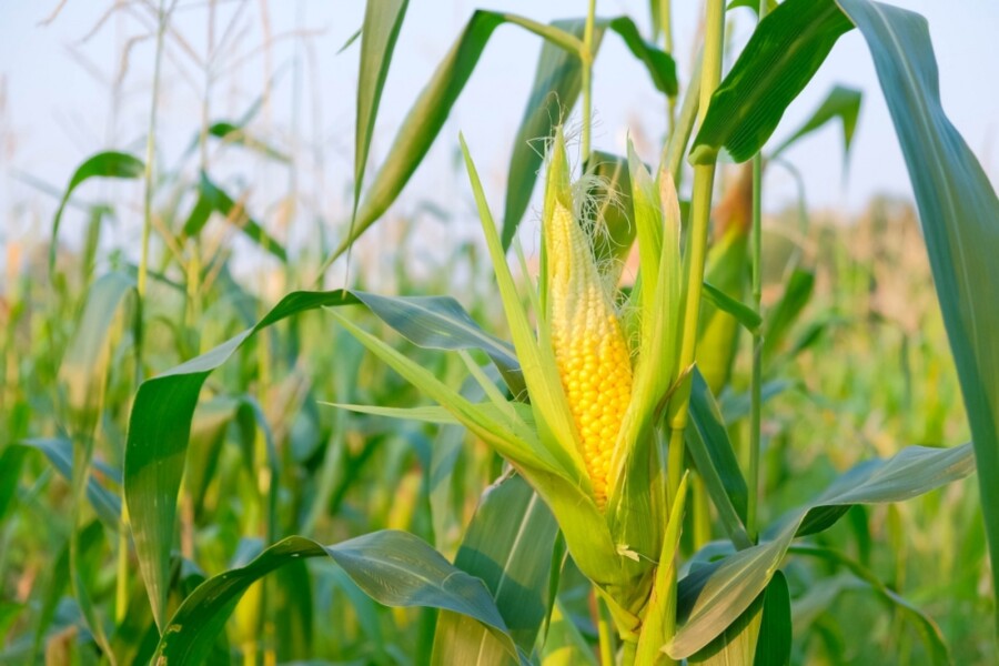 agricultores-podem-solicitar-sementes-de-milho-e-sorgo