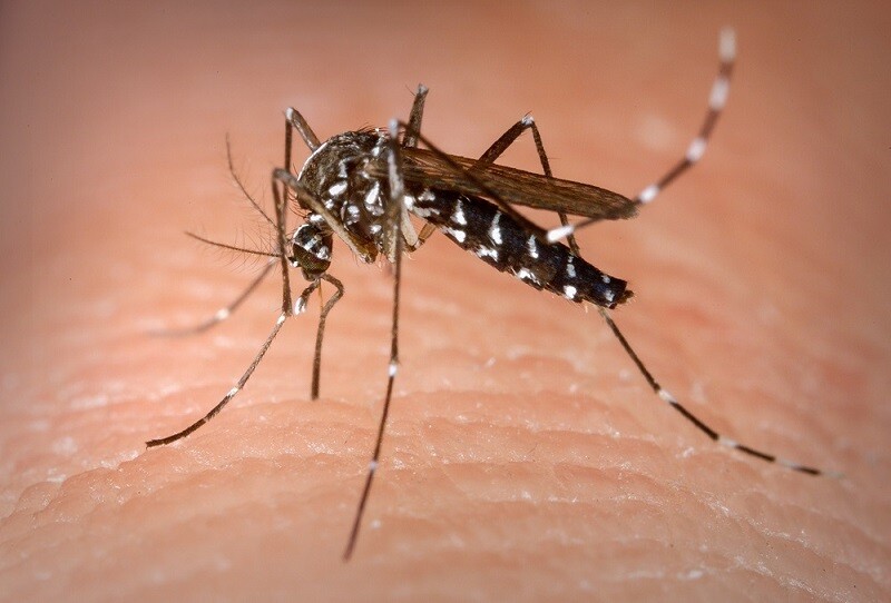 secretarias-se-unem-no-combate-a-dengue