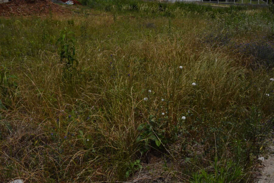 secretaria-do-meio-ambiente-intensifica-fiscalizacao-e-registra-aumento-na-procura-por-licenciamento-ambiental-em-frederico-westphalen